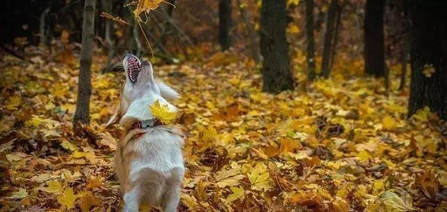 以诺福梗母犬最佳配种期（宠物繁殖新知识，你需要知道的关键点）