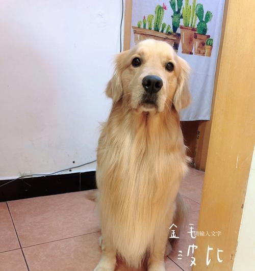 金毛犬的健康隐患——以偏食为例（宠物狗应如何合理饮食？）