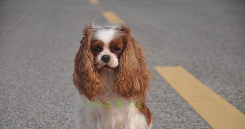 探秘骑士查理王小猎犬的宠物之路（了解一只勇敢、忠诚、聪明的小猎犬）