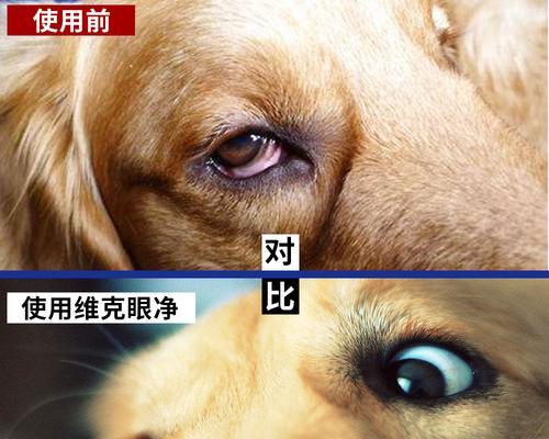 清除狗狗眼屎的小技巧（宠物主人必看，轻松解决狗狗眼屎问题）