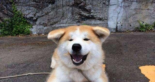 以秋田犬为导，人类追踪训练（探索宠物和人类之间的默契与信任）