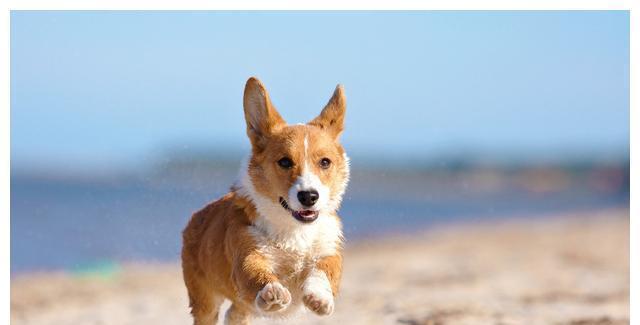 秋田犬骨折的治疗办法（以宠物为主，让您的爱犬健康快乐）