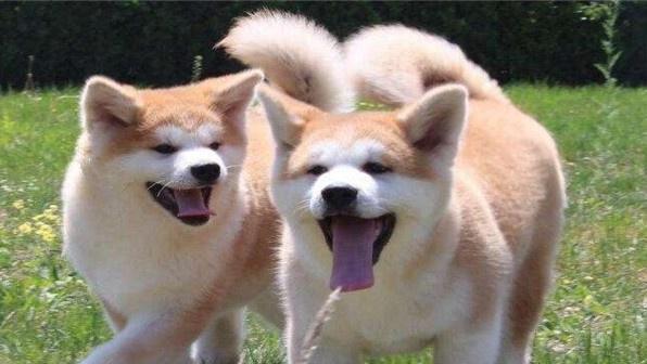 秋田犬训练的最佳时间（掌握训练窗口期，让宠物表现更好）