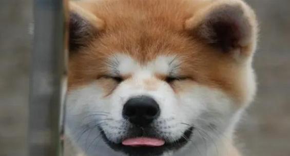 秋田犬为什么哭了？（探究宠物的情感世界）