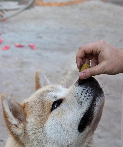 秋田犬乱吃东西怎么办？——宠物健康管理指南（掌握正确的喂养方法，让宠物健康成长）