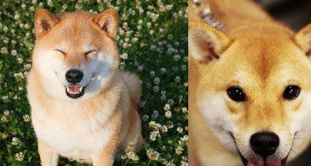 秋田犬智商排名如何？（探究宠物世界中的智商排名）