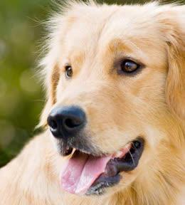 驱除金毛犬体臭的绝招（给爱宠一个舒适的家）