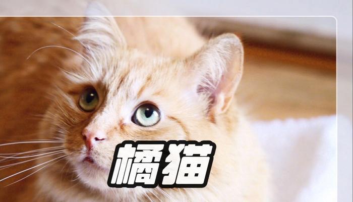 拳师犬口臭的原因与解决方法（探究拳师犬口臭背后的真相，让你的宠物远离口臭困扰）