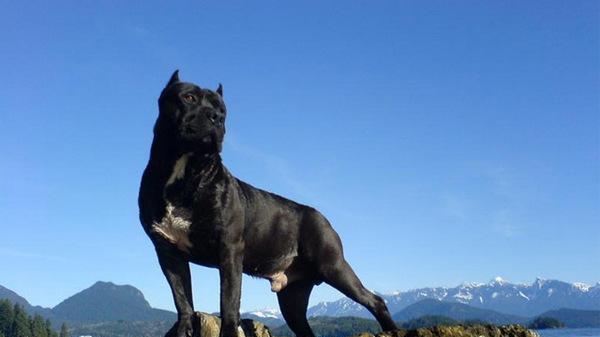 以拳师犬为宠物，了解其凶打架的原因与解决方法（探究拳师犬的攻击性、培养方式、社交能力及训练技巧）