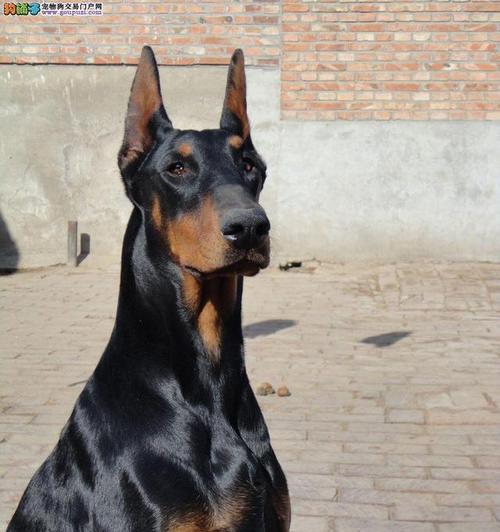 如何解决以拳师犬口臭问题？（做好宠物口腔护理，让你的拳师犬健康快乐）