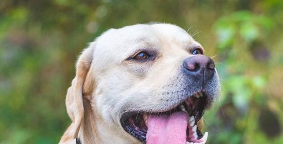 提升宠物犬的声响适应能力（让你的犬友变得勇敢自信）