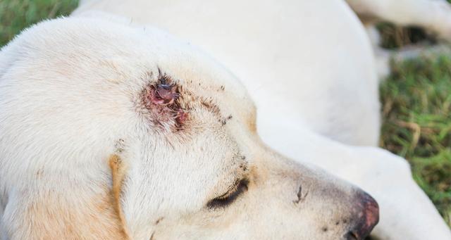 犬瘟热的传播途径及预防措施（了解犬瘟热的传染方式，保护我们的宠物健康）