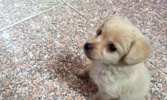 探究宠物犬瘟热的成因和发展过程（宠物主人必读，详细解析犬瘟热的危害与预防措施）