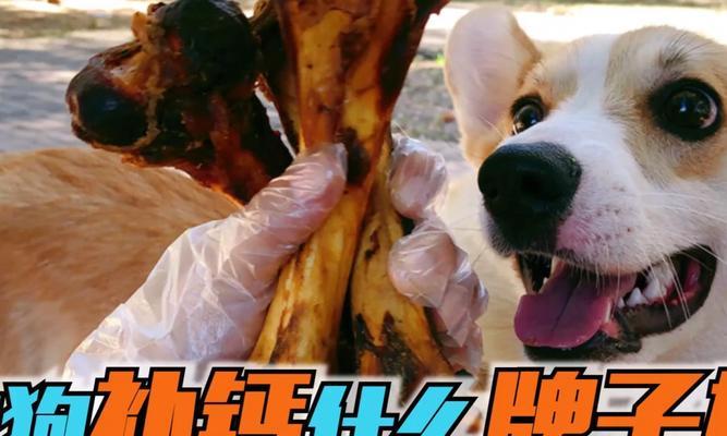 狗狗缺钙的危害（关注你的宠物健康，给爱犬补充足够的钙）
