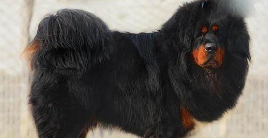 爱宠犬洗护必备（以人类的洗发水藏獒别用）
