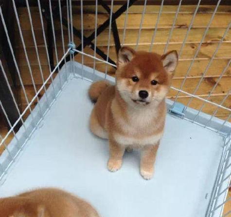 如何养育日本柴犬幼犬（从宠物爱好者到负责任的主人，一步步教你如何正确饲养柴犬幼犬）