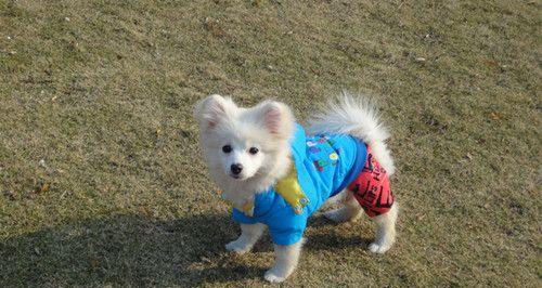如何正确喂养日本尖嘴犬（掌握日本尖嘴犬喂养技巧，让宠物健康成长）