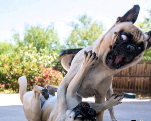 如何调整巴哥犬的心情？（掌握这些技巧让你的宠物更开心）