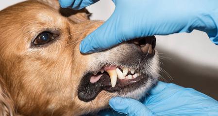 疗犬只外耳炎的绝招（宠物主人必读，防治外耳炎全攻略）