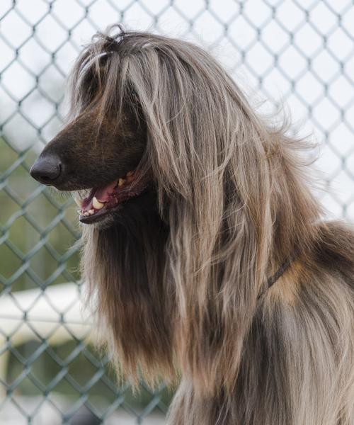 如何科学给阿富汗猎犬减肥（宠物饮食和锻炼的注意事项）