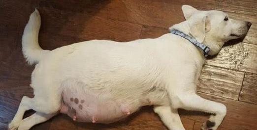 初生幼犬洗澡指南（从准备到完成，全方位教你正确洗澡）