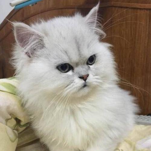如何为金吉拉猫咪做美容？（宠物美容的注意事项及技巧）
