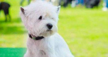 如何给宠物圣伯纳犬正确测量体温（掌握正确的方法，让爱宠更健康）