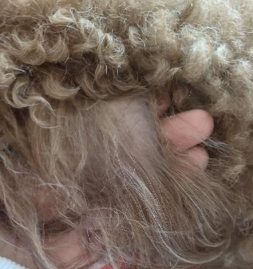 如何正确清理泰迪犬的耳朵？（轻松解决泰迪犬耳朵清洁难题）