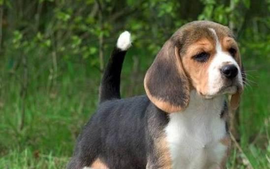 如何护理比格犬的耳朵（宠物养护指南）