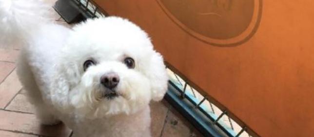 如何护理比熊犬的毛发（宠物爱好者必看，让你的比熊犬毛发更加健康亮丽）