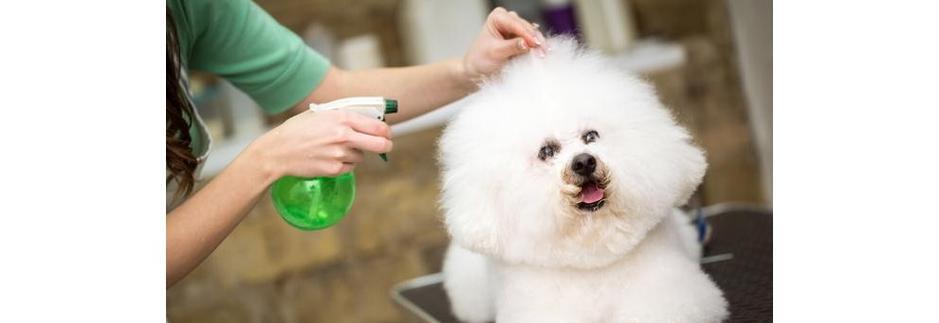 如何正确护理比熊犬的趾甲（以宠物健康为主，从基础开始）