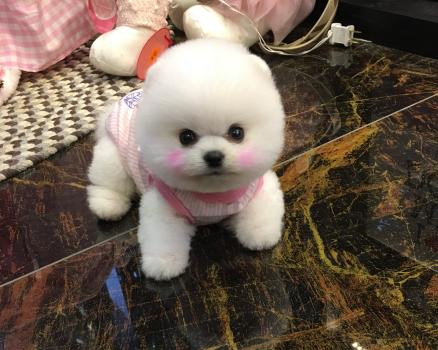 茶杯犬毛发护理指南（让你的宠物毛发更加健康亮丽）