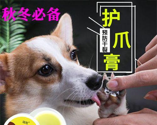 如何护理宠物狗的脚部（保护爱宠小脚，让它们更健康）