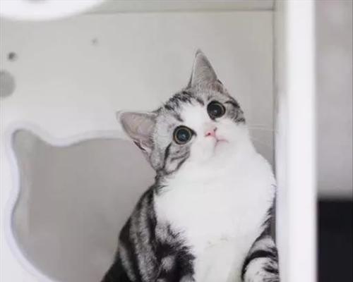 如何护理美国短毛猫，让宠物健康快乐成长（宠物养护必知的15个方面，做个负责任的猫奴）