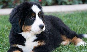 以健康为中心的犬只管理（以健康为中心的犬只管理）