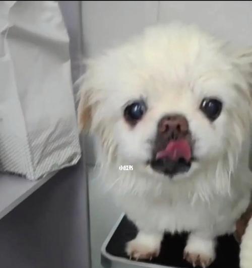 如何判断京巴犬的年龄（以宠物为主，轻松掌握年龄判断技巧）