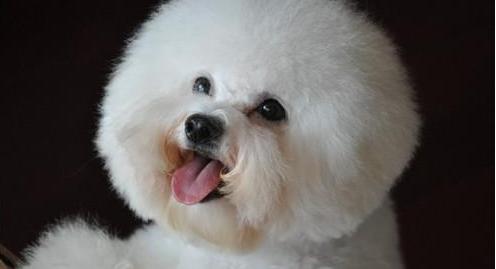 如何清除比熊犬泪痕？（宠物主人必备的清除比熊犬泪痕方法）
