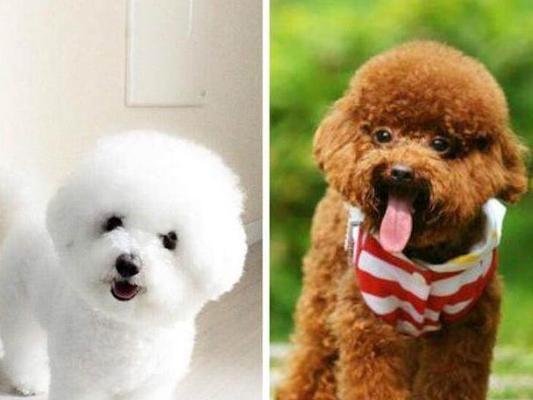 如何让比熊犬健康运动（合理运动是狗狗健康的保障）