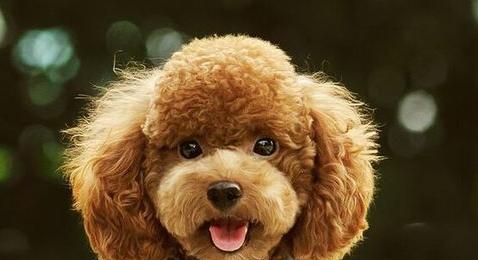 如何让贵宾犬变得漂亮（贵宾犬美容的必备技巧与步骤）
