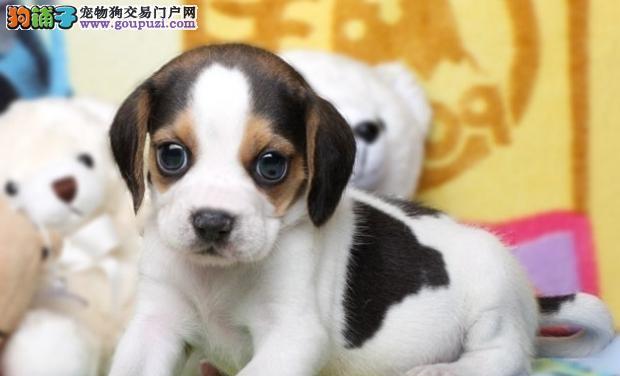 让你的比格犬爱上游泳（如何教导你的比格犬享受游泳的乐趣）
