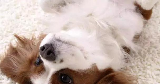 如何挑选不掉毛的宠物狗？（选购不掉毛狗狗的5大技巧）