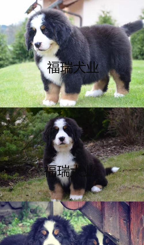 如何为伯恩山犬正确剪趾甲（宠物保健专家为您详细介绍剪趾甲的正确方法）