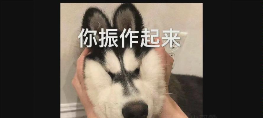 如何让德牧乖乖吃药？（宠物爱吃的诱人方法，让药物不再难下咽）