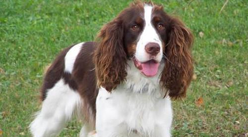 英国史宾格犬的全面喂养指南（如何为你的宠物提供健康均衡的饮食及维护其健康状况）