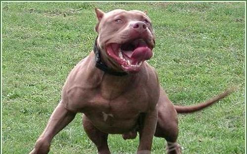 如何训练比特犬的力量（打造强壮的宠物伙伴）