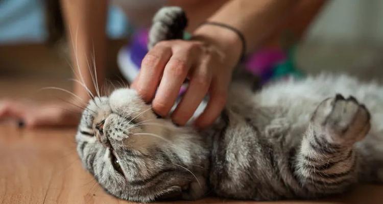 如何教猫咪与你握手（掌握训练技巧，让你和猫咪更亲近）