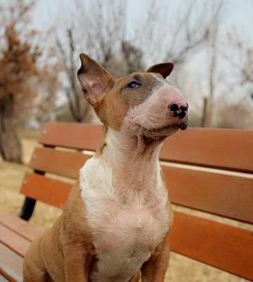 如何训练牛头梗犬吃药？教你轻松解决！（宠物必备！牛头梗犬吃药的5个技巧）