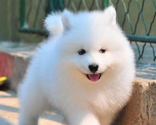 如何训练萨摩犬匍匐前进（从宠物狗到顺从伙伴，萨摩犬匍匐前进训练的指南）