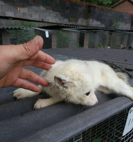 如何预防和治疗犬温热？（以宠物为主，学会有效的预防和治疗方法！）