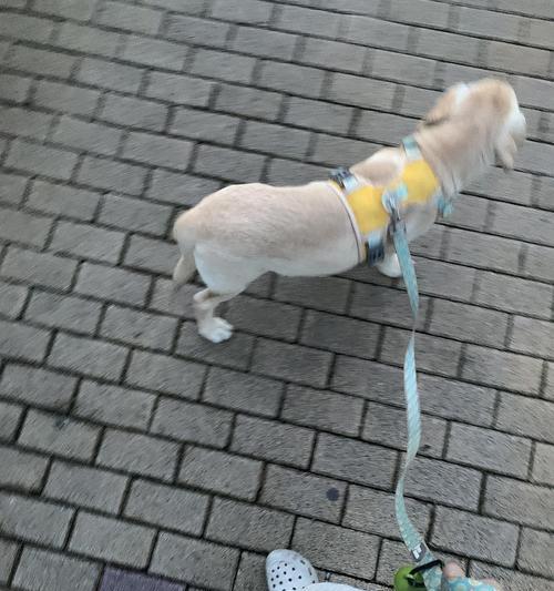 预防治疗犬趴蹄，让宠物健康快乐（了解犬趴蹄的症状与成因，有效预防和治疗）
